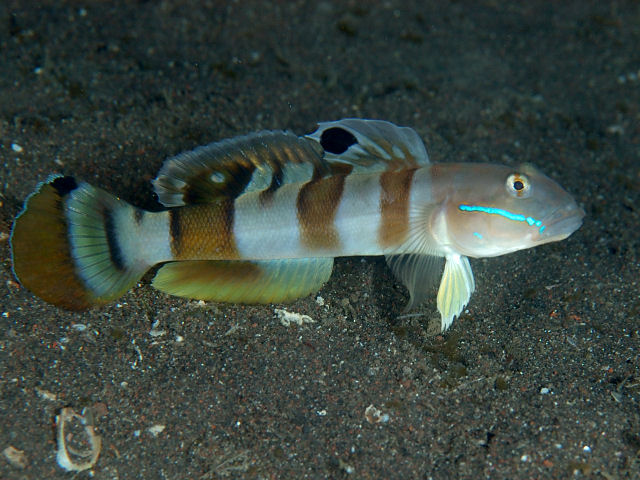 ภาพ ปลาบู่ขุดทรายลายขวางบู่ (Valenciennea wardii)