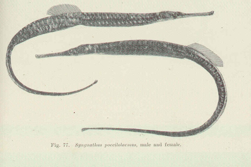 ภาพ ปลาจิ้มฟันจระเข้ออสเตรเลีย (Vanacampus poecilolaemus)