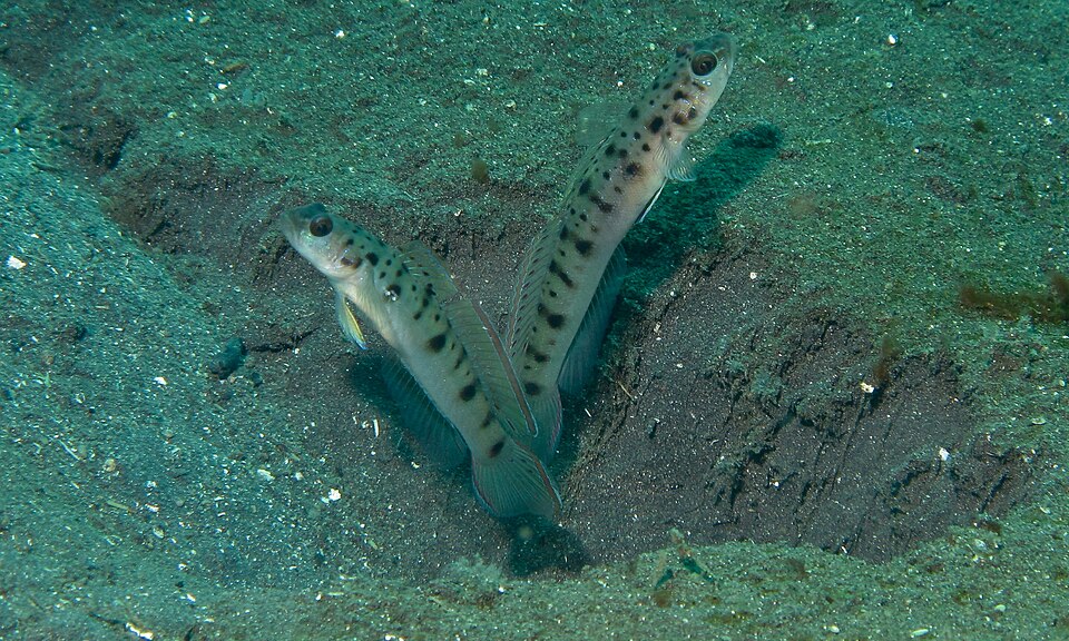 ภาพ ปลาบู่บู่ (Vanderhorstia ambanoro)