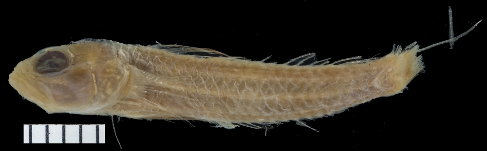 ภาพ ปลาบู่ atriclypea (Vanderhorstia atriclypea)