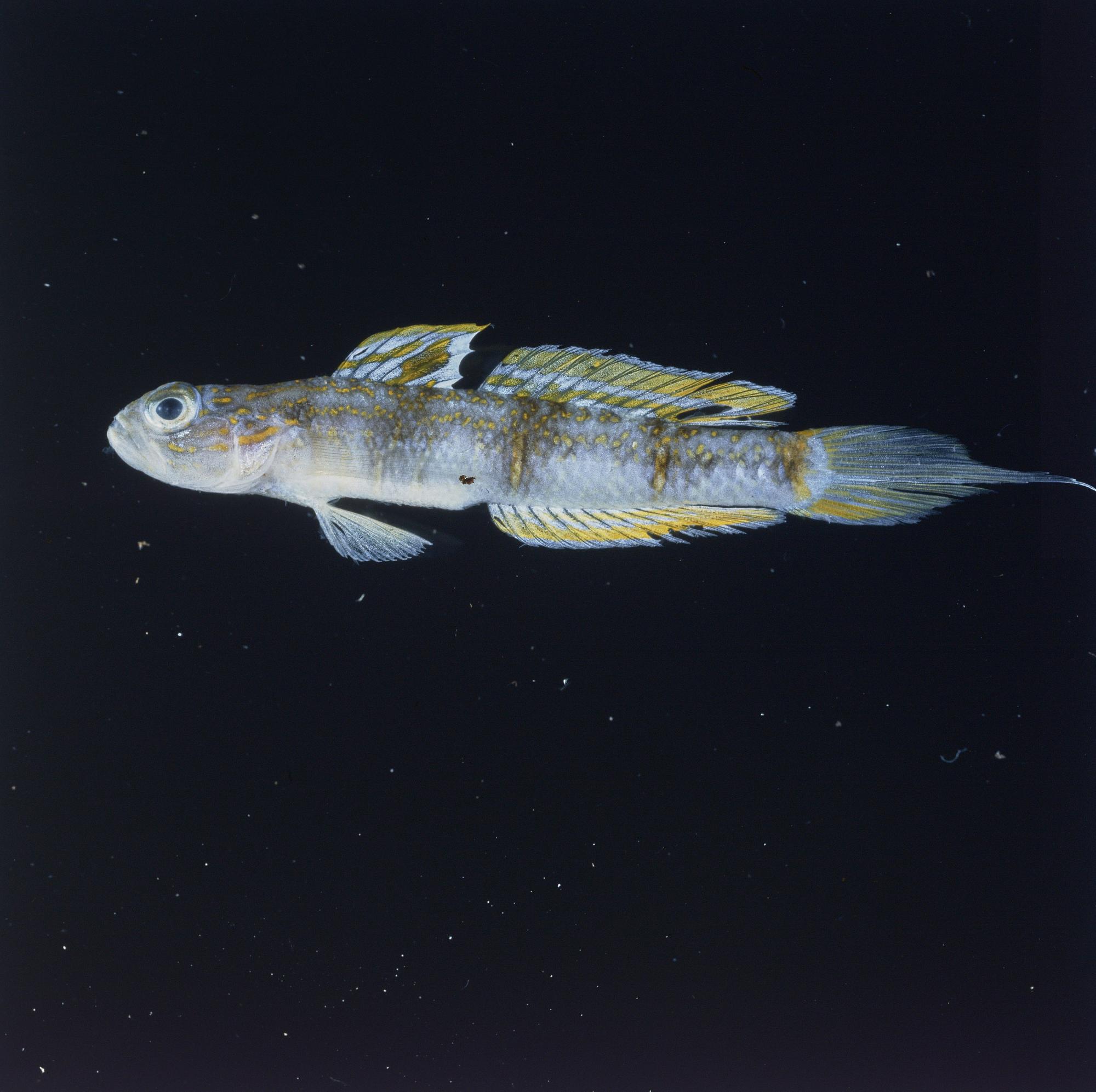 ภาพ ปลาบู่ attenuata (Vanderhorstia attenuata)