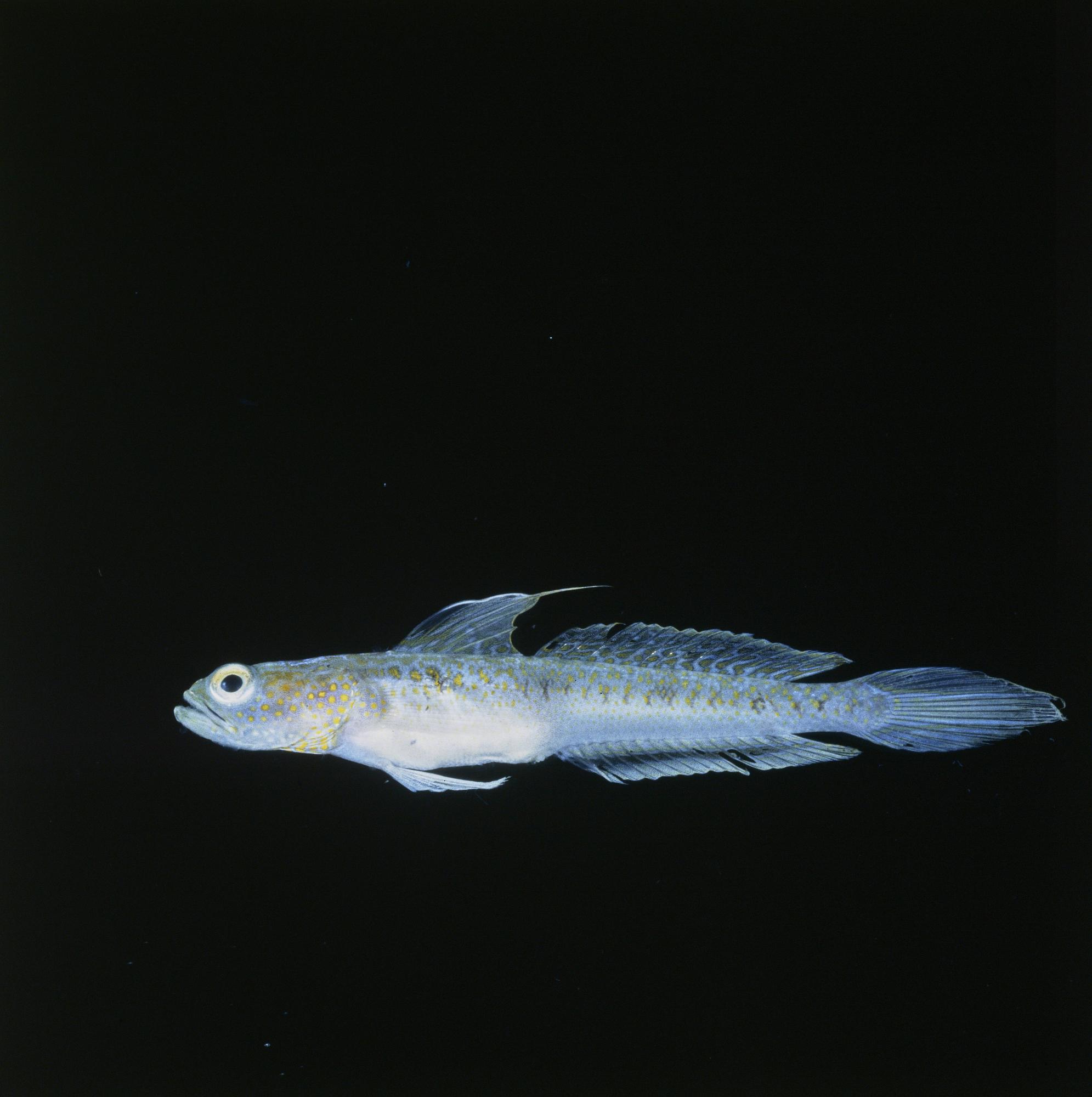 ภาพ ปลาบู่ belloides (Vanderhorstia belloides)