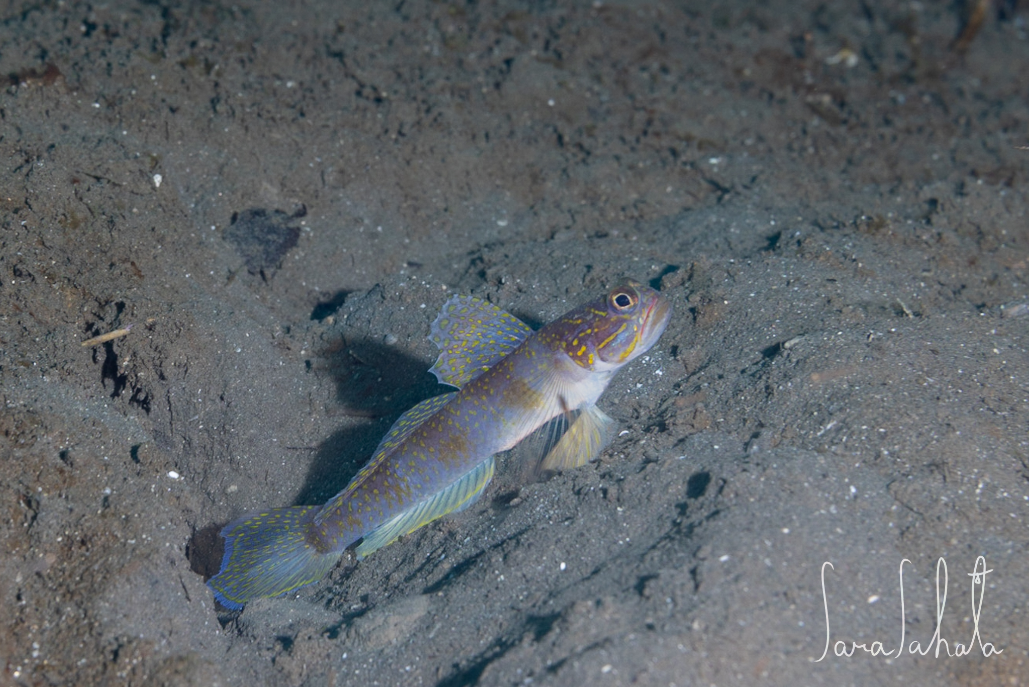 ภาพ ปลาบู่ macropteryx (Vanderhorstia macropteryx)