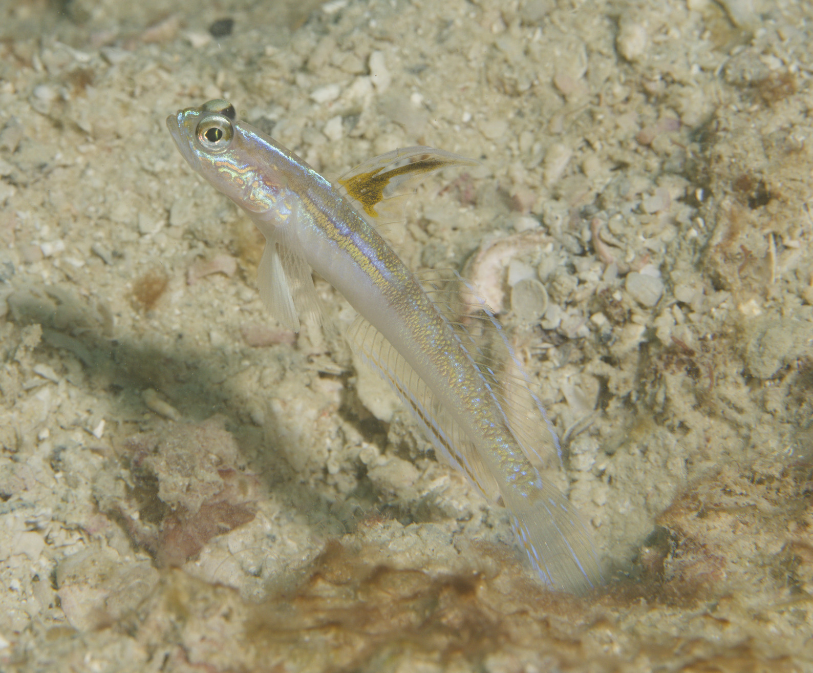ภาพ ปลาบู่ nobilis (Vanderhorstia nobilis)
