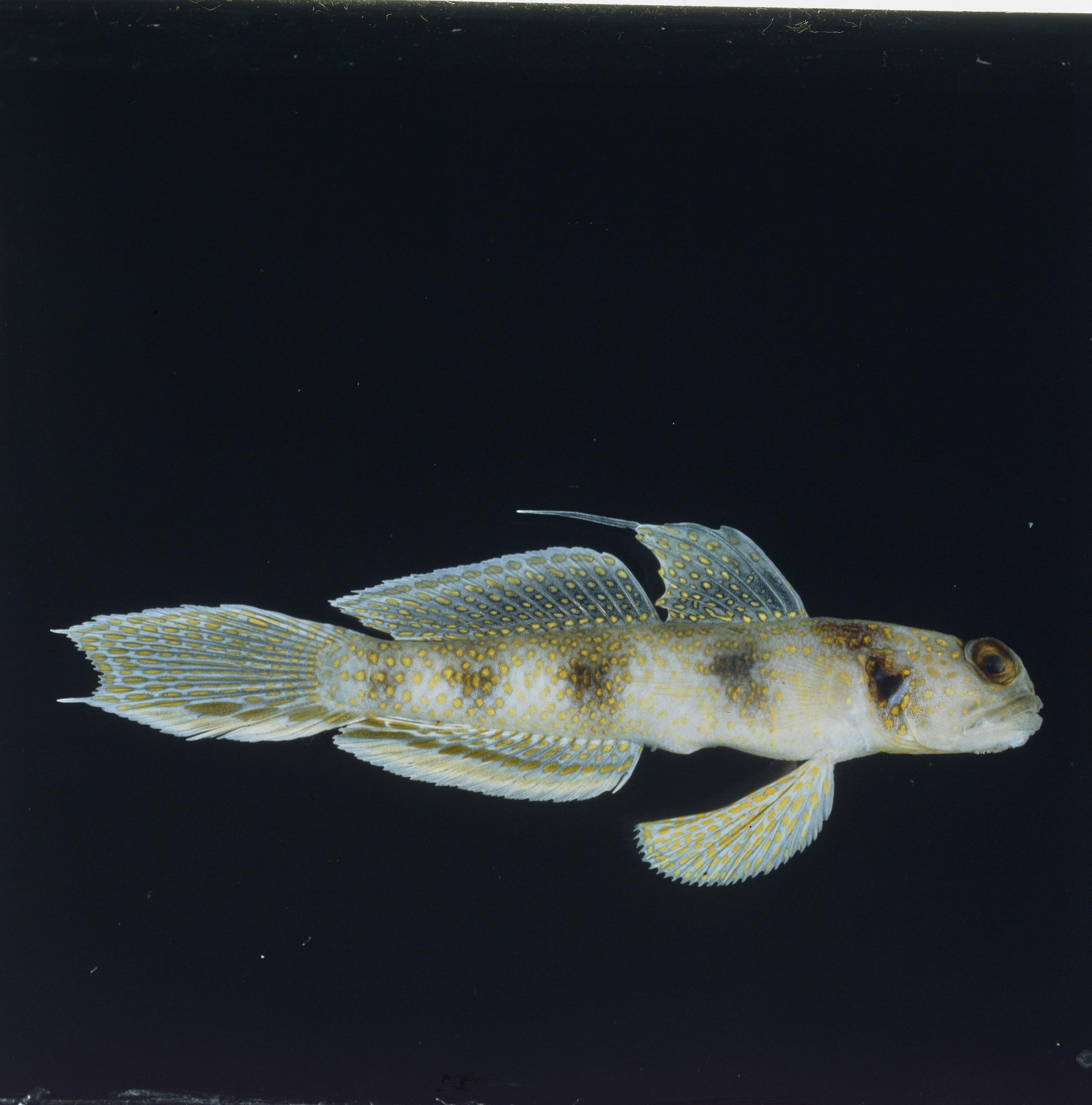 ภาพ ปลาบู่ opercularis (Vanderhorstia opercularis)