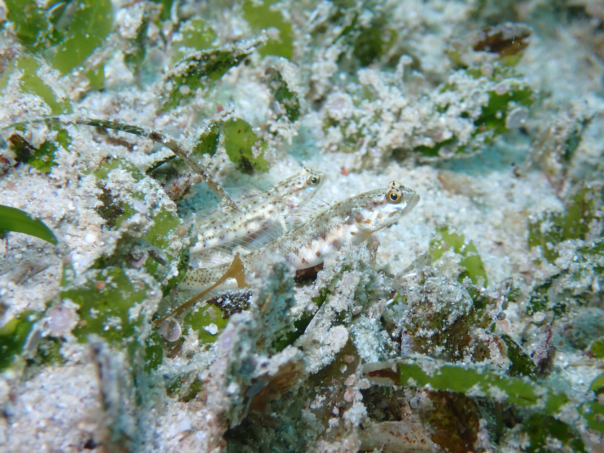 ภาพ ปลาบู่ phaeosticta (Vanderhorstia phaeosticta)