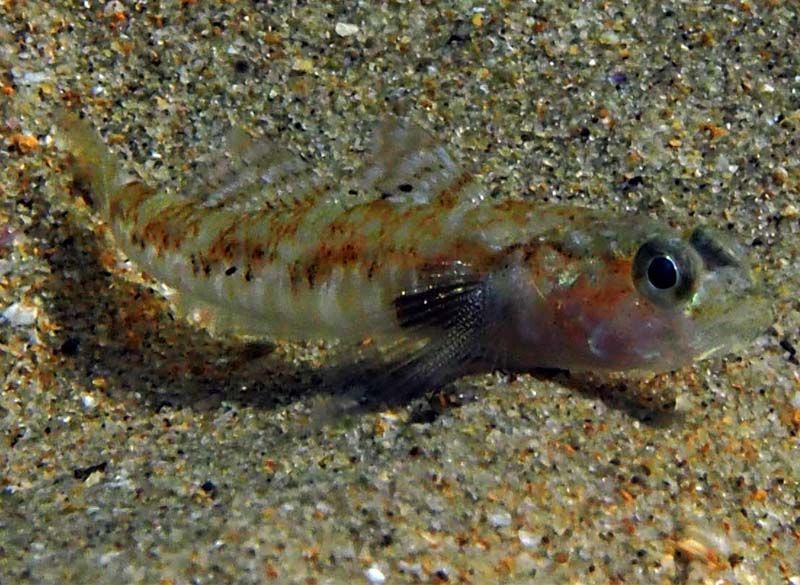 ภาพ ปลาบู่ canariensis (Vanneaugobius canariensis)