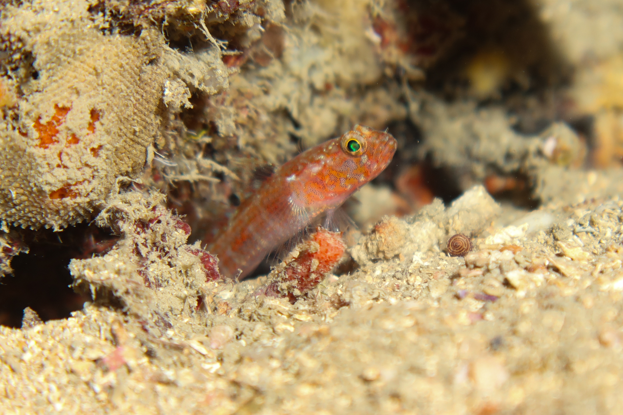 ภาพ ปลาบู่บู่ (Vanneaugobius dollfusi)