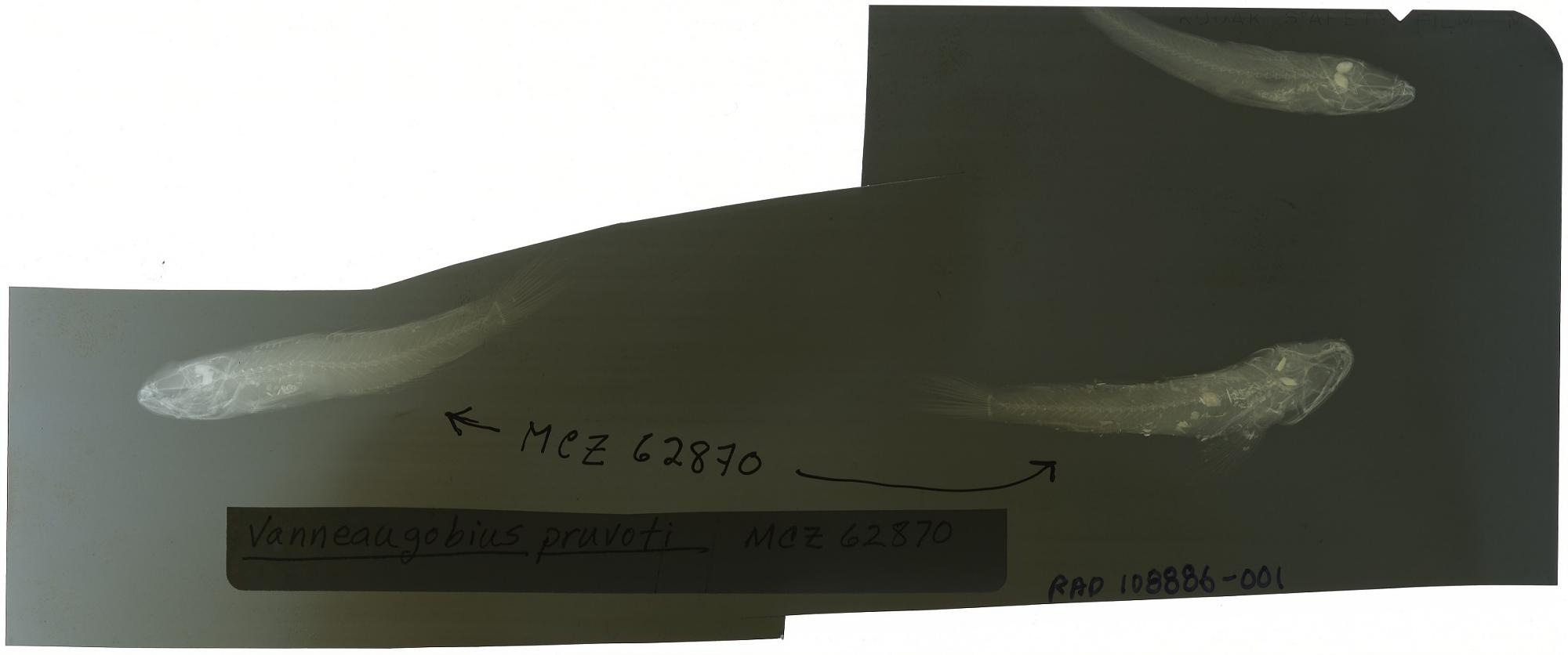 ภาพ ปลาบู่บู่ (Vanneaugobius pruvoti)