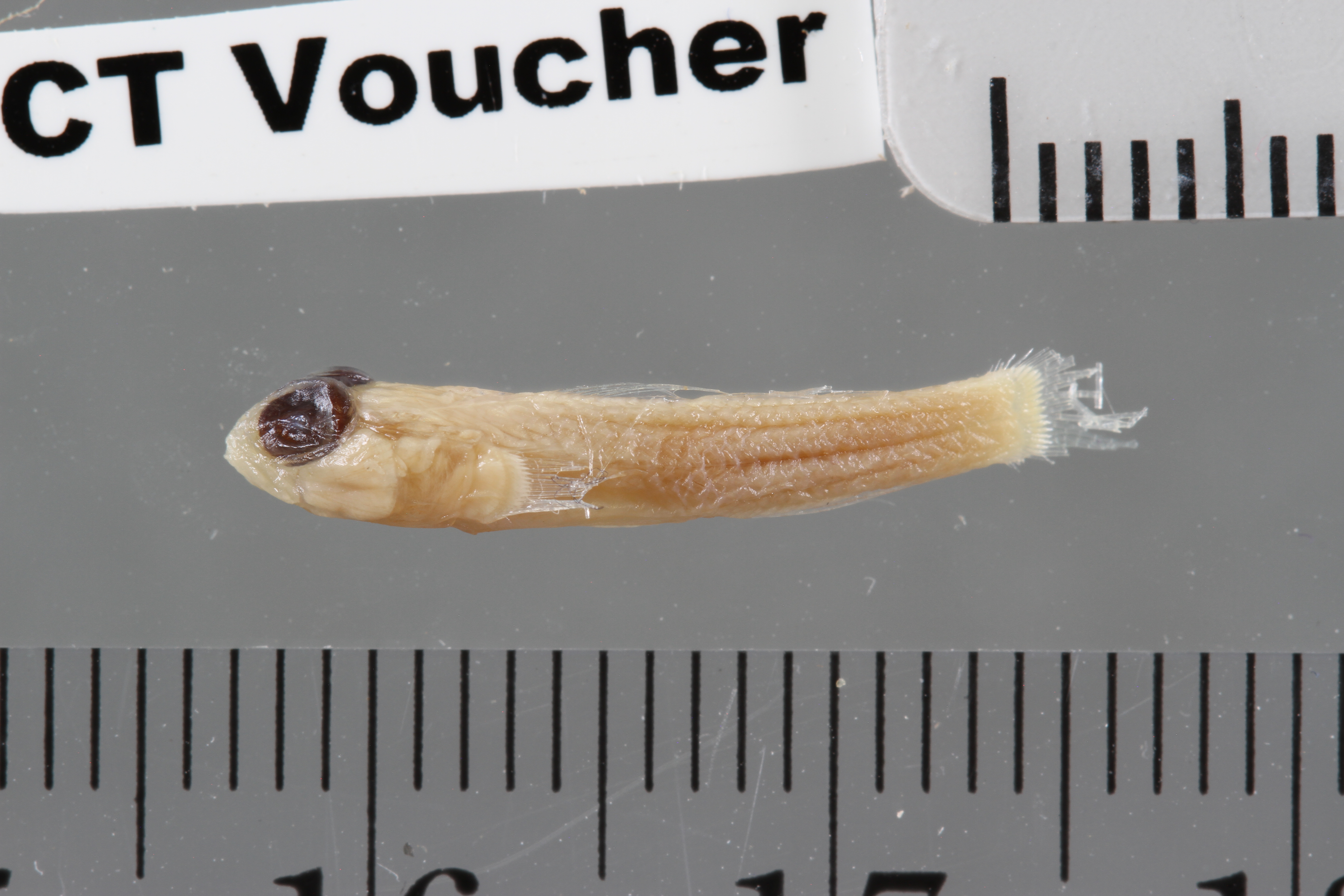 ภาพ ปลาบู่บู่ (Varicus bucca)
