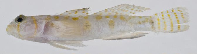 ภาพ ปลาบู่บู่ (Varicus decorum)