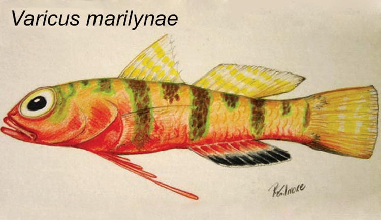 ภาพ ปลาบู่บู่ (Varicus marilynae)