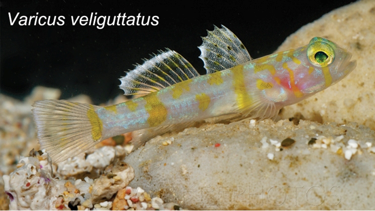 ภาพ ปลาบู่ลายจุดบู่ (Varicus veliguttatus)
