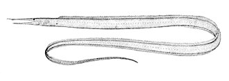 ภาพ ปลา procera (Venefica procera)