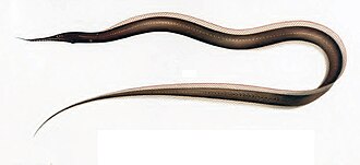 ภาพ ปลา tentaculata (Venefica tentaculata)