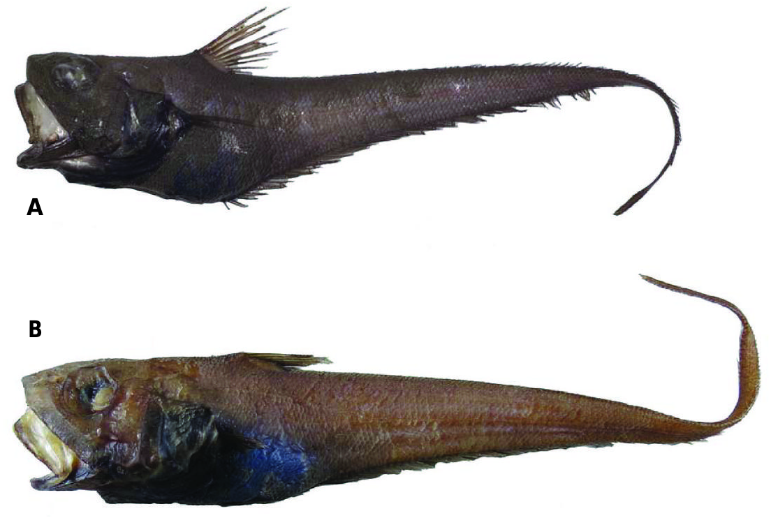 ภาพ ปลา divergens (Ventrifossa divergens)
