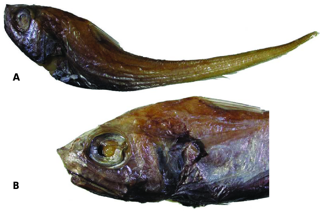 ภาพ ปลา garmani (Ventrifossa garmani)
