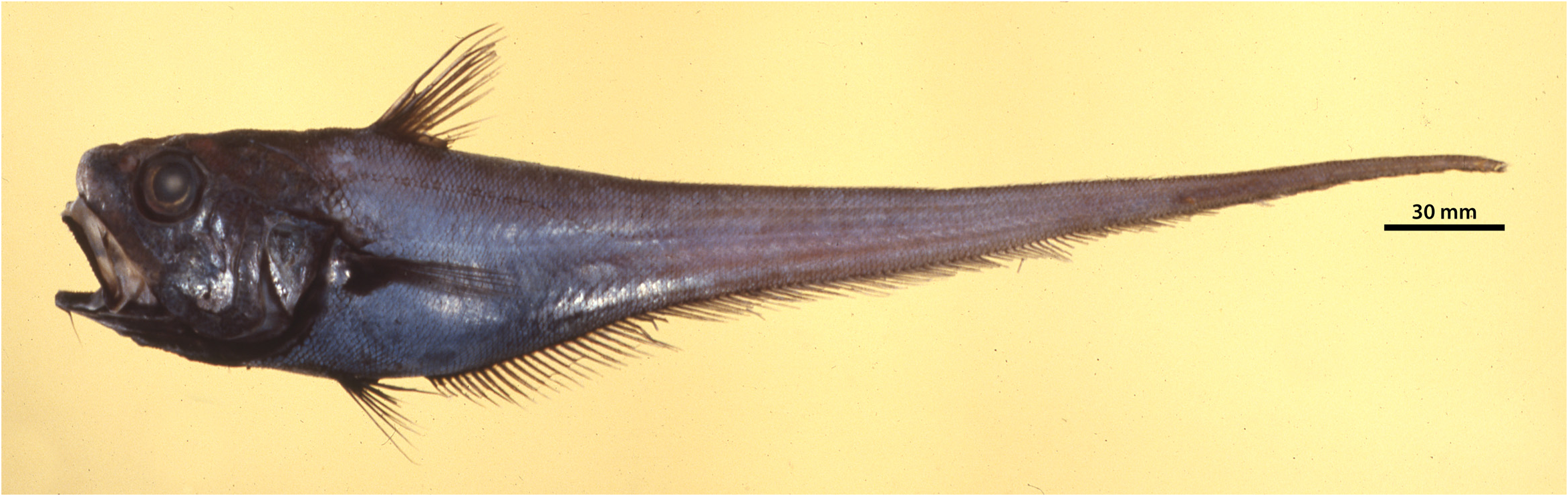 ภาพ ปลา macroptera (Ventrifossa macroptera)