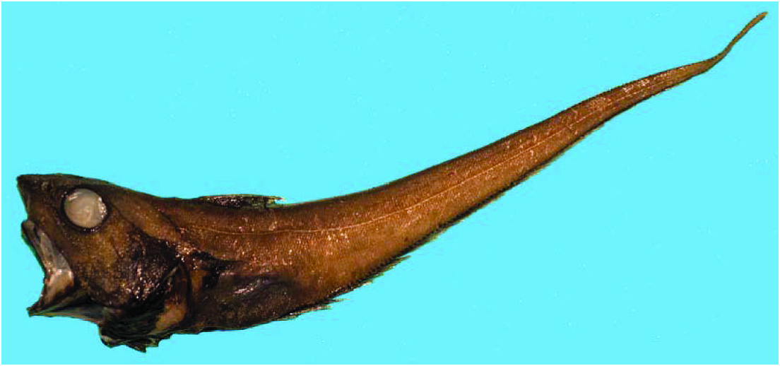 ภาพ ปลา misakia (Ventrifossa misakia)