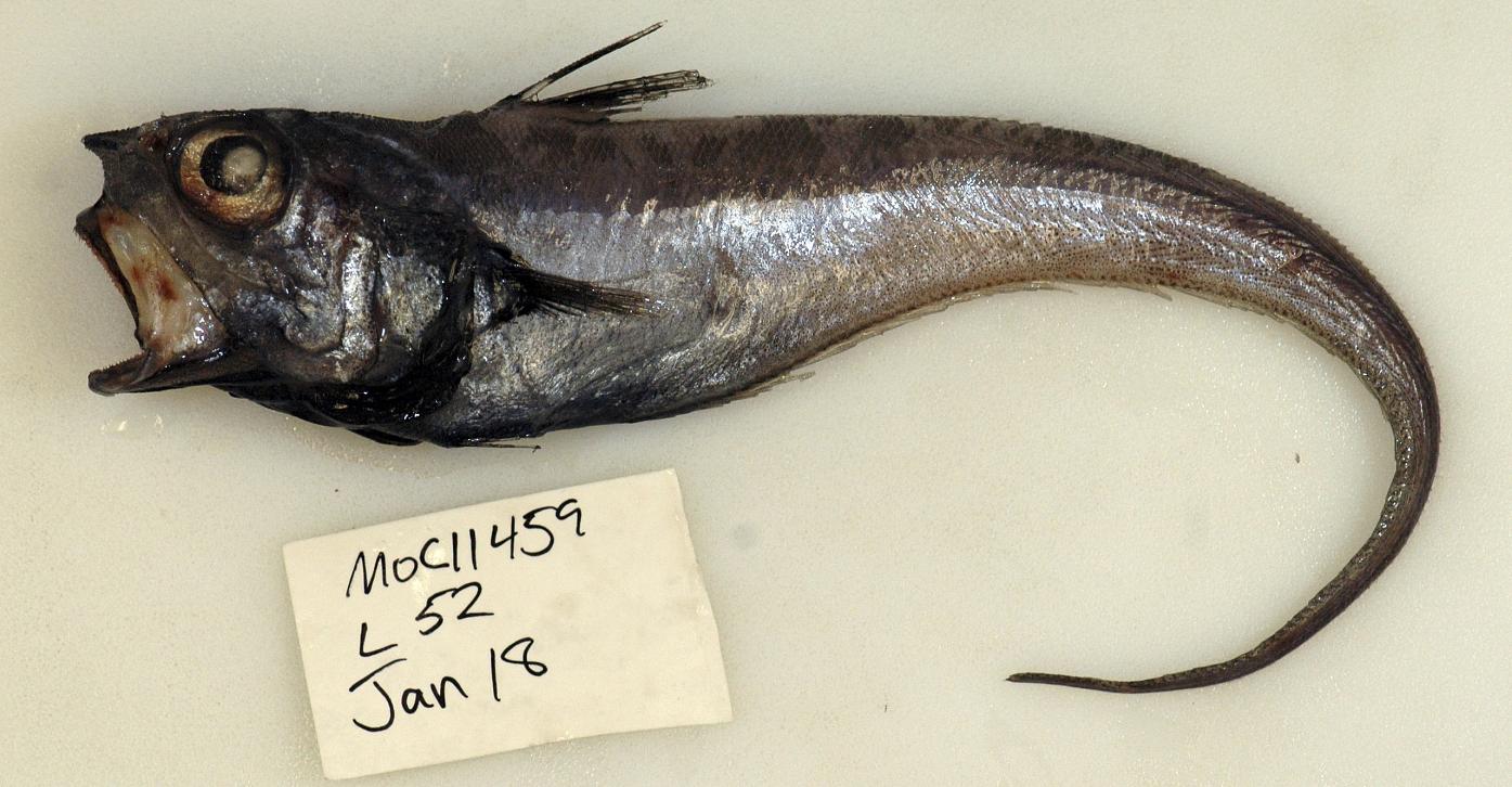 ภาพ ปลา mucocephalus (Ventrifossa mucocephalus)