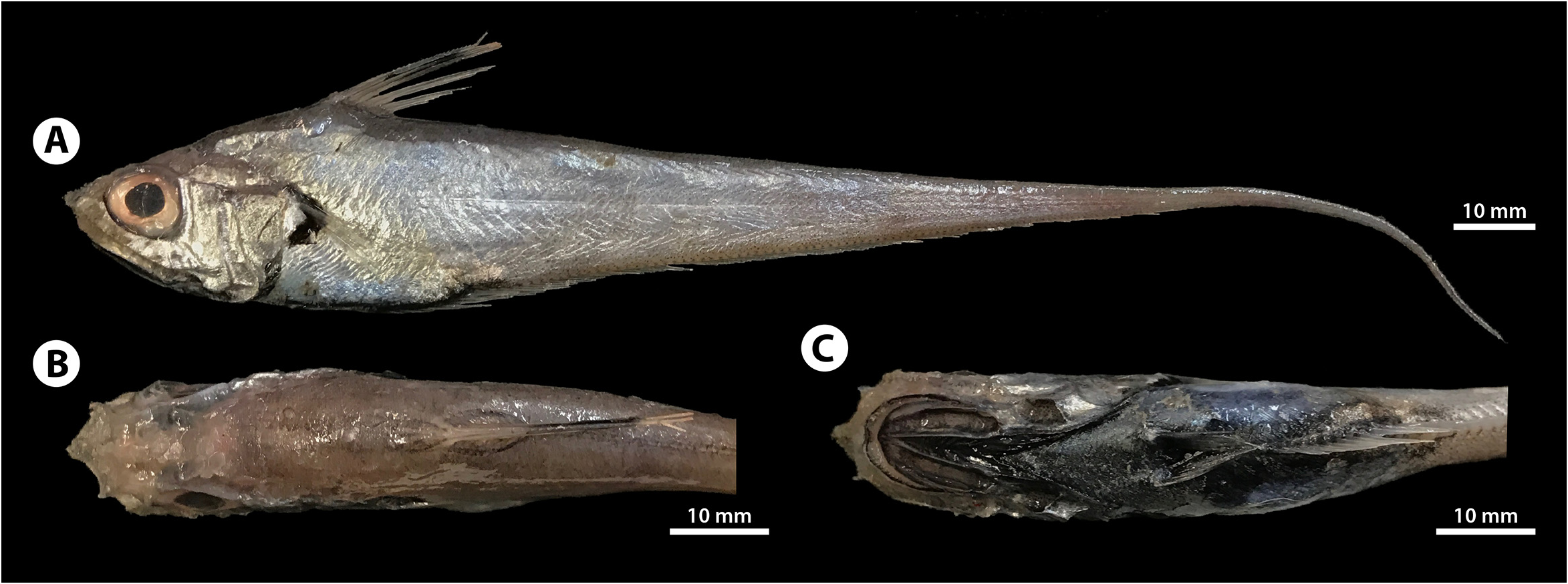 ภาพ ปลา nigrodorsalis (Ventrifossa nigrodorsalis)