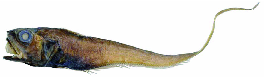ภาพ ปลา sazonovi (Ventrifossa sazonovi)