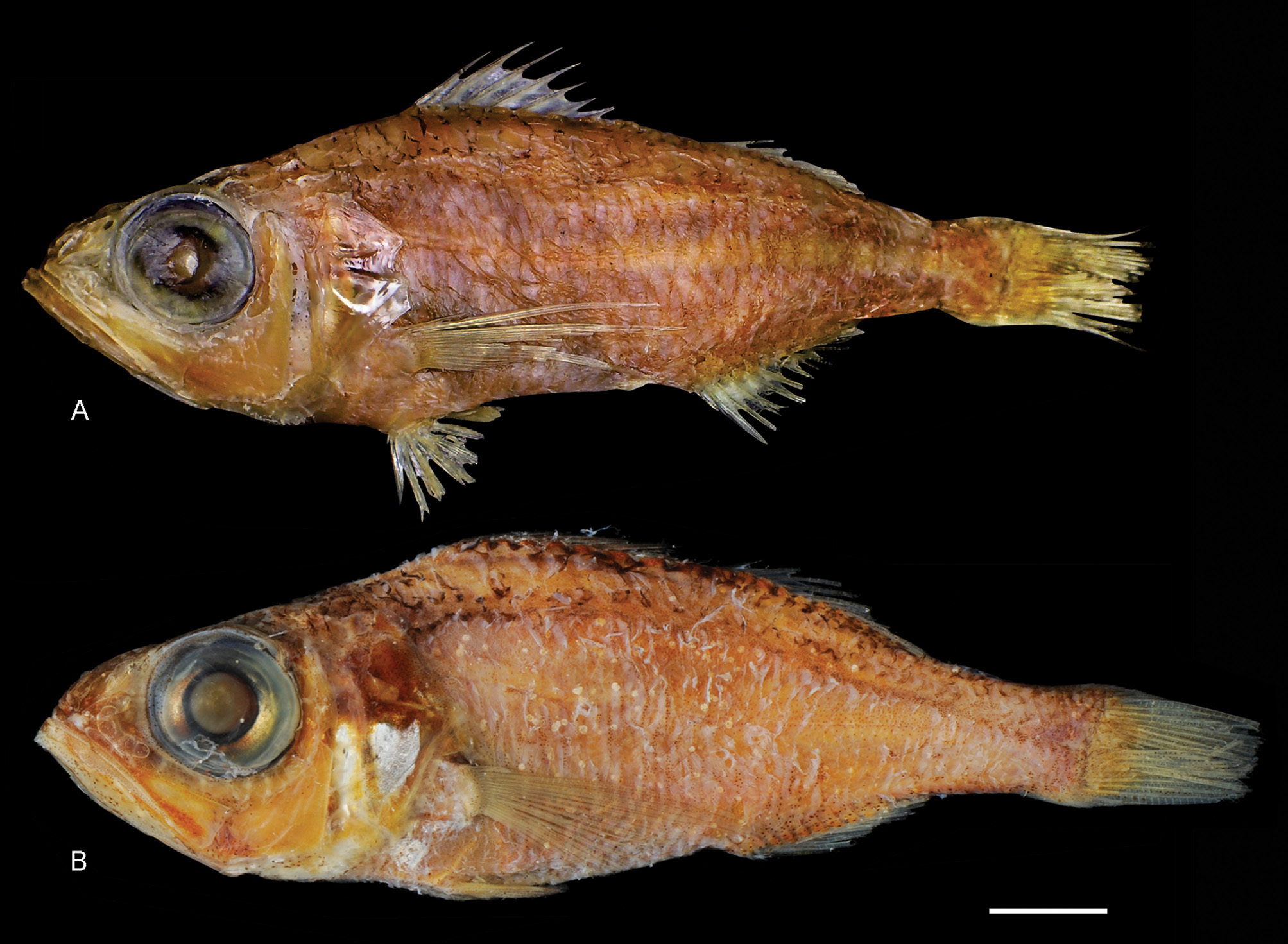 ภาพ ปลา costai (Verilus costai)