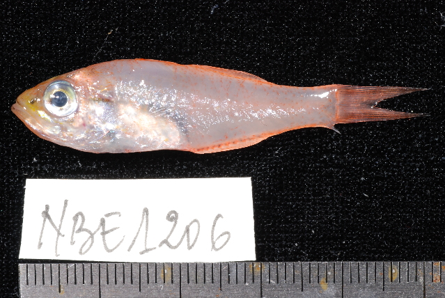 ภาพ ปลาอมไข่ดำ (Verulux cypselurus)