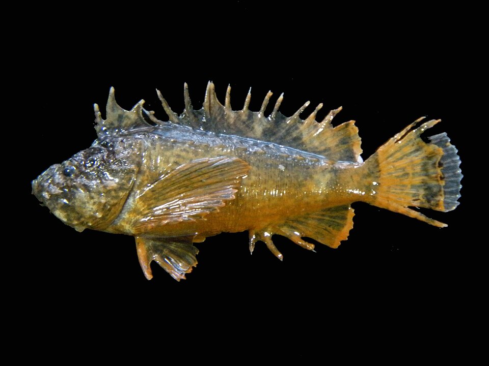 ภาพ ปลาแมงป่องใบไม้ trachinoides (Vespicula trachinoides)