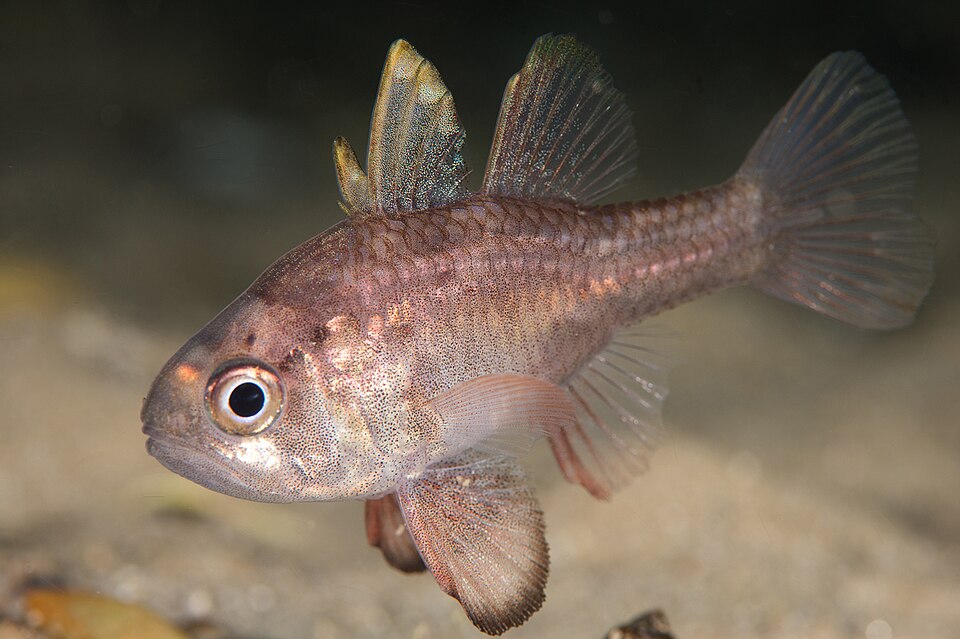 ภาพ ปลาอมไข่ส้ม (Vincentia conspersa)
