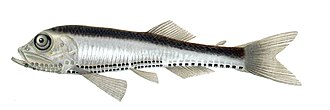 ภาพ ปลา attenuata (Vinciguerria attenuata)