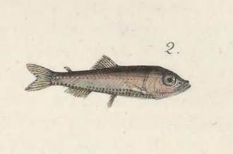 ภาพ ปลา poweriae (Vinciguerria poweriae)