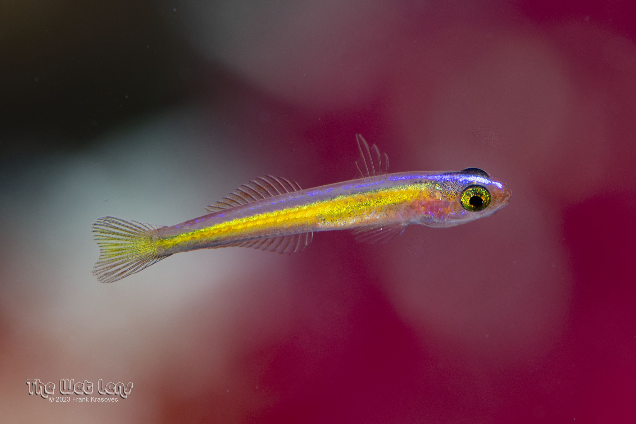 ภาพ ปลาบู่เหลืองมะนาวบู่ (Vomerogobius flavus)