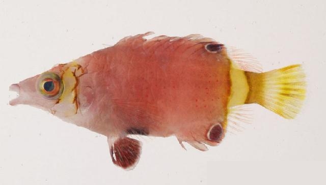 ภาพ ปลานกขุนทอง nigropinnata (Wetmorella nigropinnata)