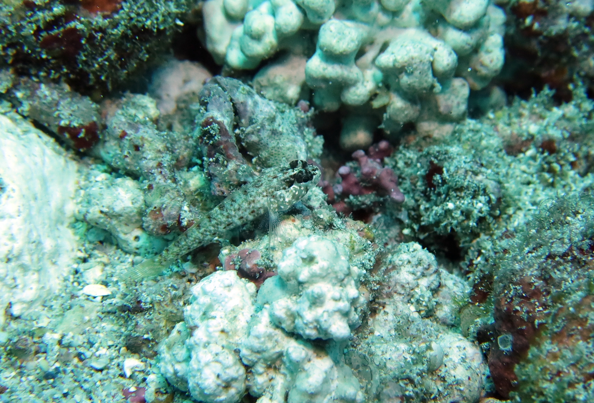 ภาพ ปลาบู่บู่ (Wheelerigobius maltzani)
