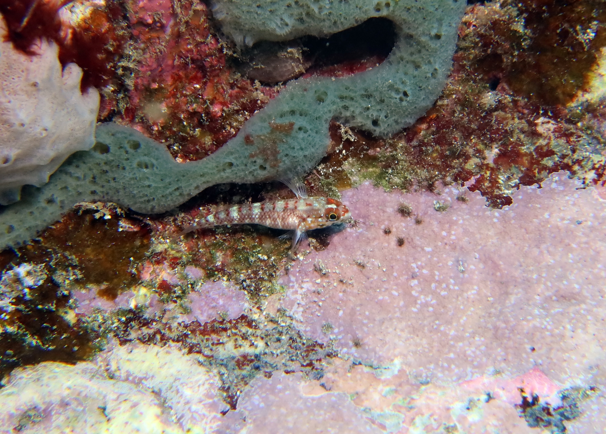 ภาพ ปลาบู่บู่ (Wheelerigobius wirtzi)