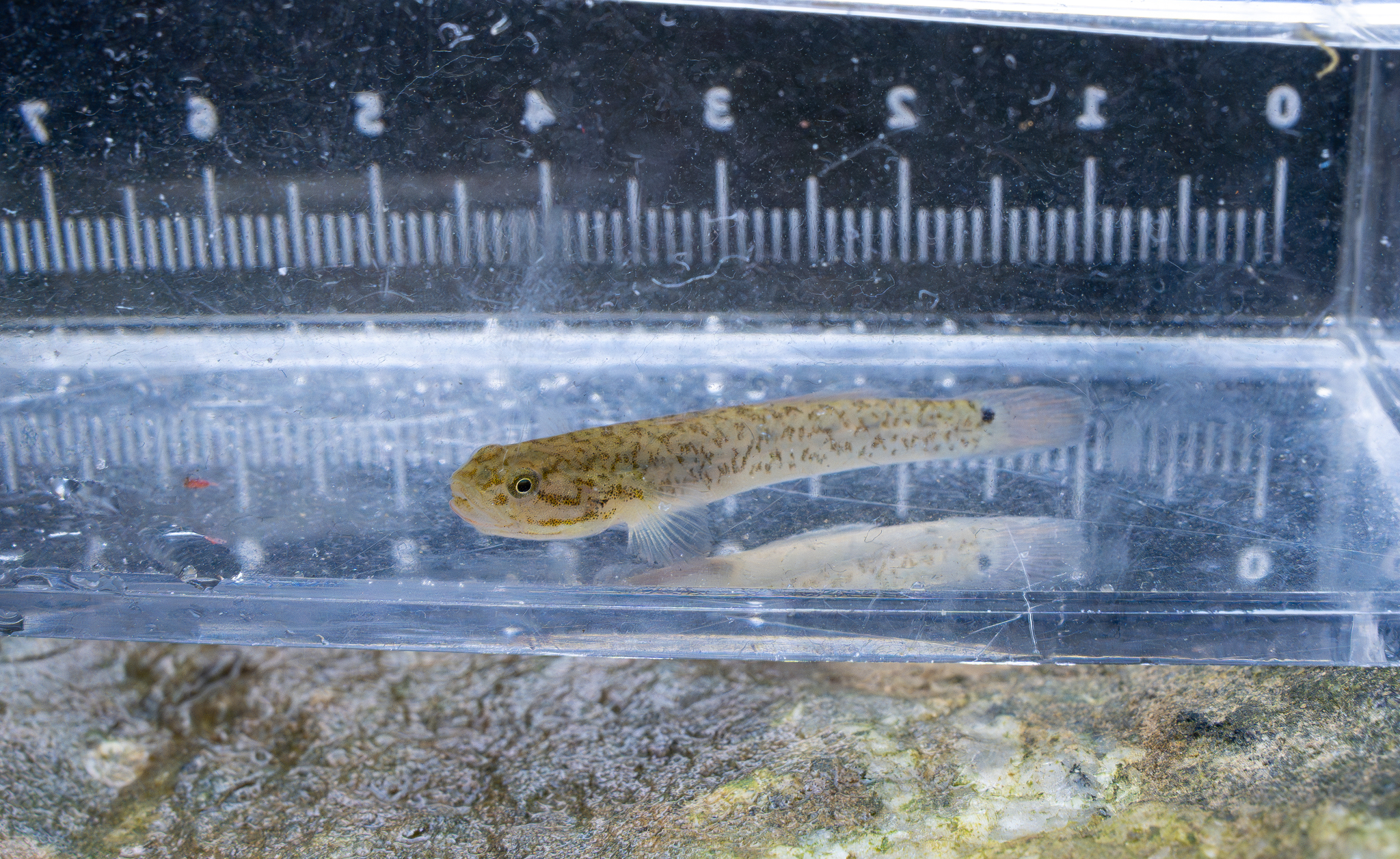 ภาพ ปลาบู่ลิปสติก (Wuhanlinigobius polylepis)
