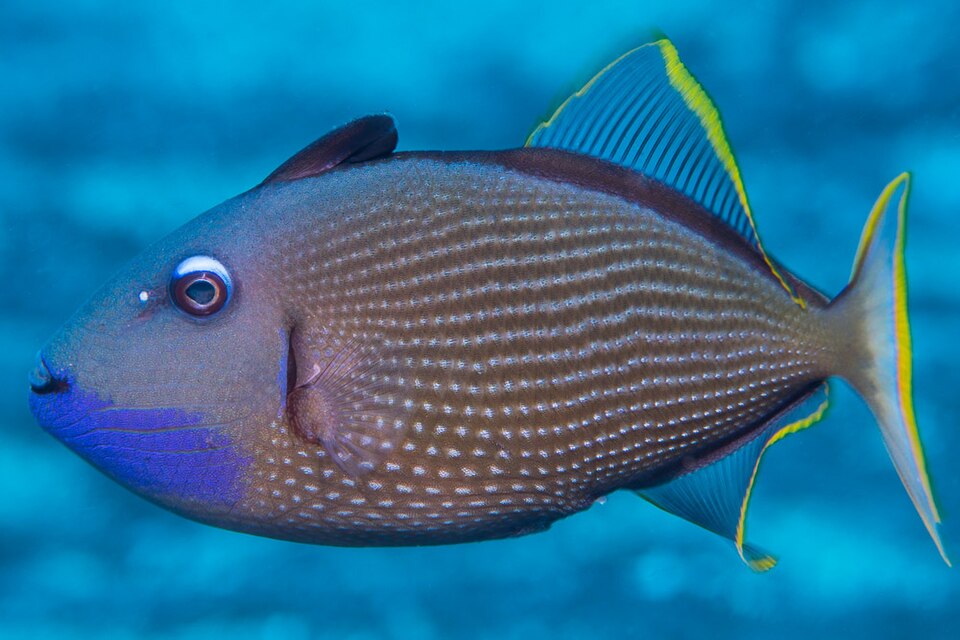 ภาพ ปลาวัวหางส้ม (Xanthichthys auromarginatus)