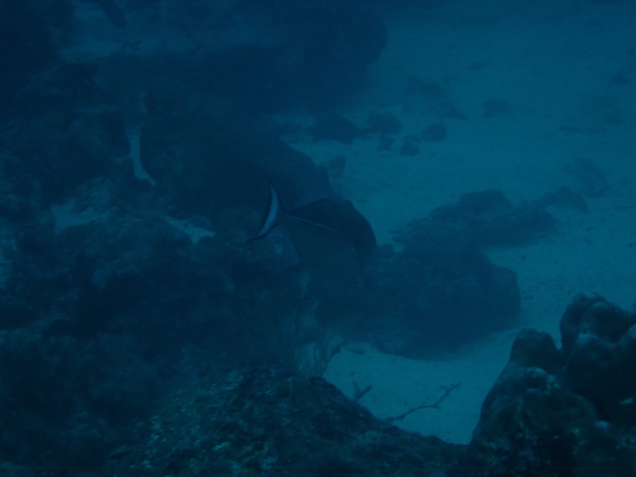 ภาพ ปลาวัวแก้มน้ำเงิน (Xanthichthys caeruleolineatus)