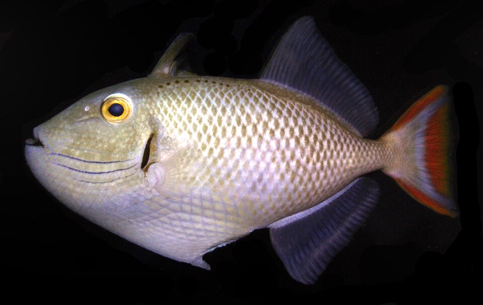 ภาพ ปลาวัว greenei (Xanthichthys greenei)