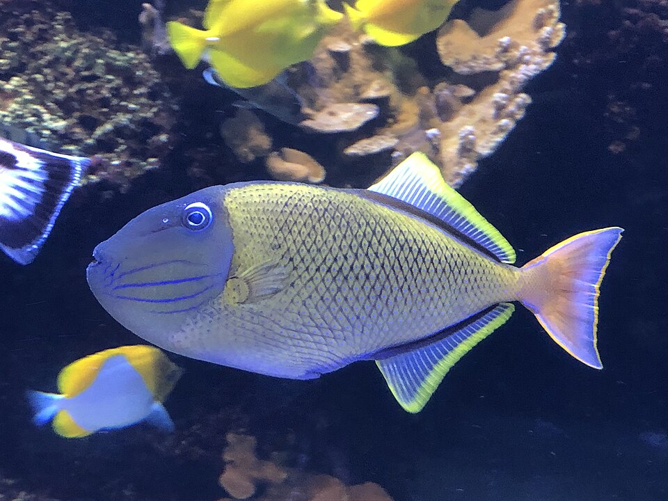 ภาพ ปลาวัวลายน้ำตาล (Xanthichthys mento)
