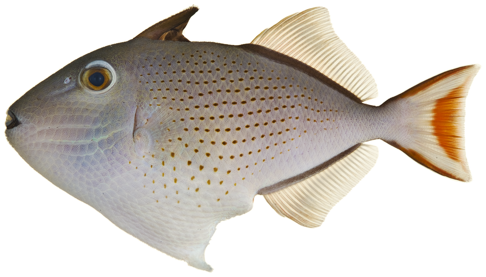 ภาพ ปลาวัว ringens (Xanthichthys ringens)