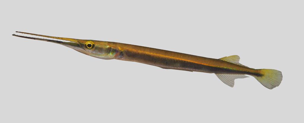 ภาพ ปลา canciloides (Xenentodon canciloides)