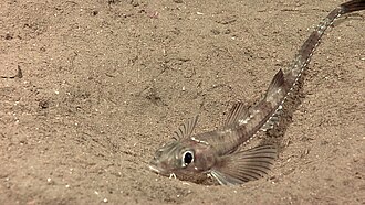 ภาพ ปลา latifrons (Xeneretmus latifrons)