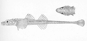 ภาพ ปลา triacanthus (Xeneretmus triacanthus)