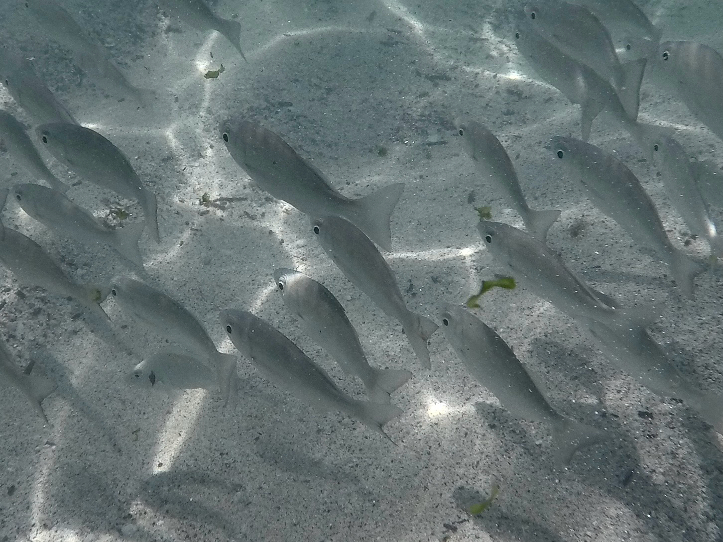 ภาพ ปลาสร้อยนกเขาขาว (Xenichthys agassizii)