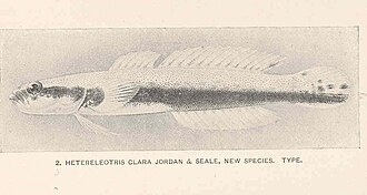 ภาพ ปลา clarus (Xenisthmus clarus)