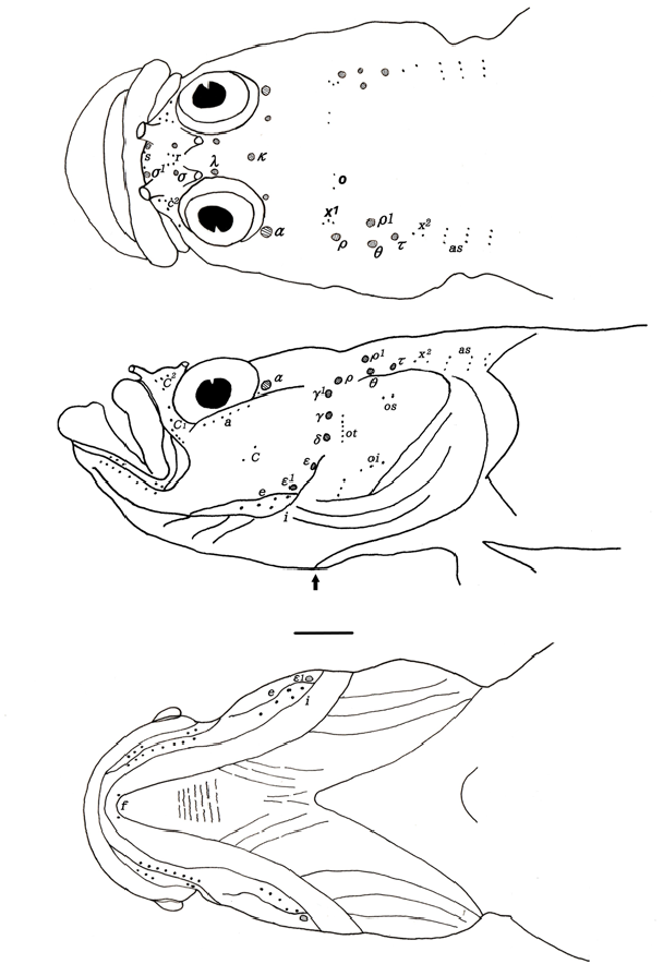 ภาพ ปลา nigrolateralis (Xenisthmus nigrolateralis)