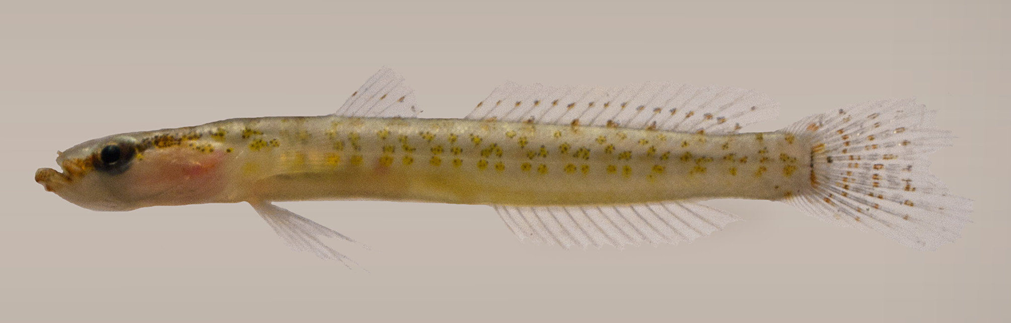 ภาพ ปลา oligoporus (Xenisthmus oligoporus)