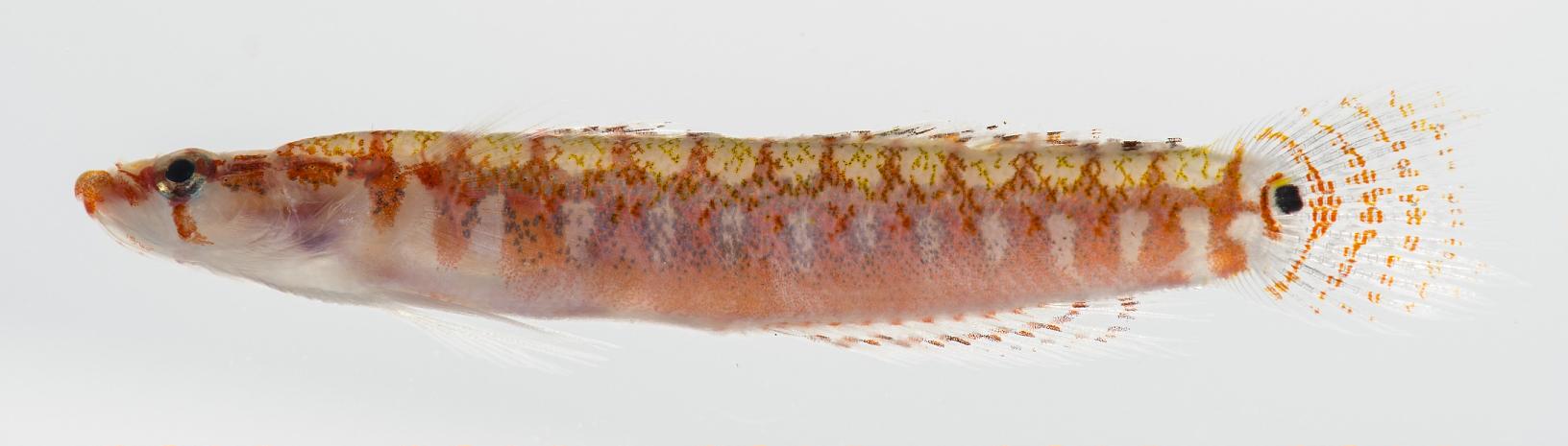 ภาพ ปลา polyzonatus (Xenisthmus polyzonatus)